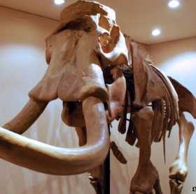 The truth about Chinese elephants was extinct 3000 years ago