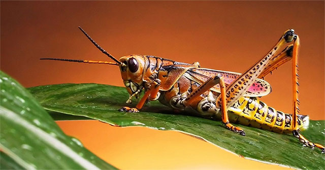 The truth about grasshoppers is that few people know it