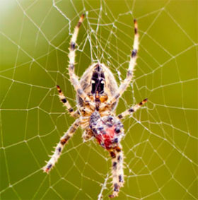 The truth about how spiders move about on a spider web