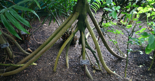 The truth about palm trees goes in Ecuador