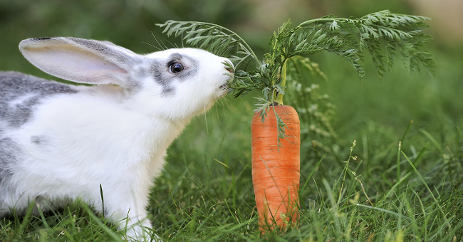 The truth about the concept of bunny likes to eat carrots