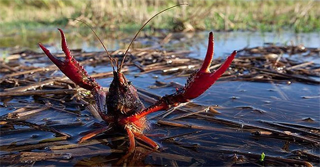 The truth about the lobster species
