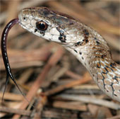 The truth about the use of the snare-stick tongue of snakes