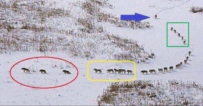 The truth behind the photo of a humorous wolf population is causing storms to the online community