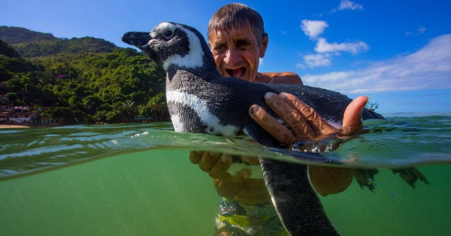 The truth behind the story The penguin passed 8,000km every year to visit the benefactor.