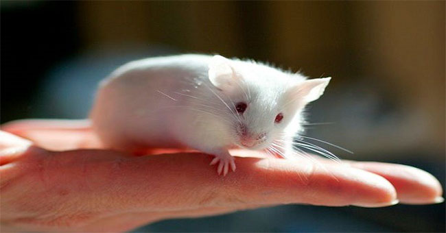 The truth is hard to believe: A pair of experimental mice can be as expensive as a billion-dollar car