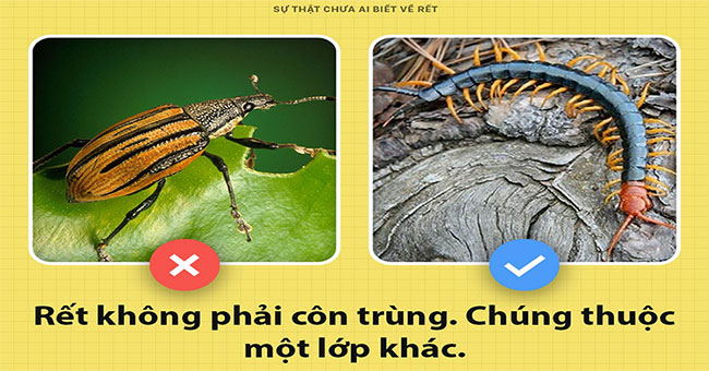 The truth no one ever knew about centipedes