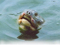 'The turtle' floated to the surface of Lake Sword