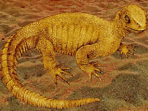 The turtle fossil has never been known