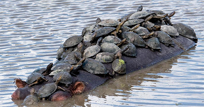 The turtles are crowded on the hippopotamus' back