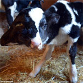 The two-headed calf was born in Morocco