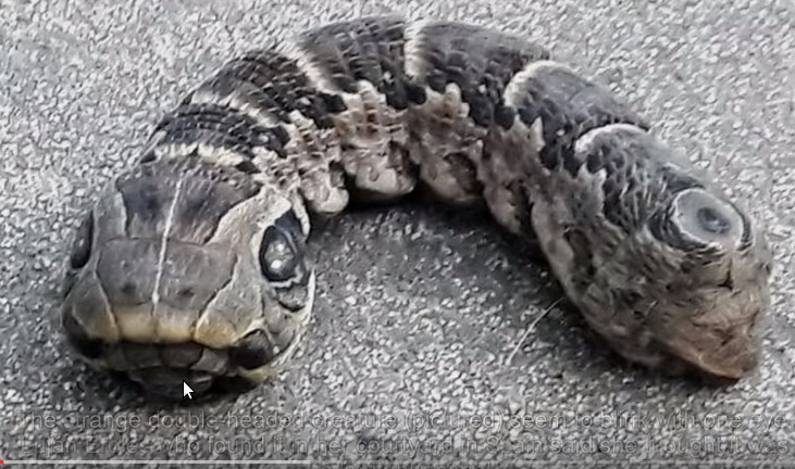 The two-headed, snake-like creature in Argentina's home