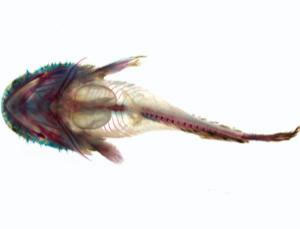 The type of fish sounds like a baby's cry