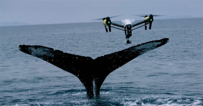 The UAV specializes in whale hunting