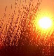 The UN urges businesses to protect the environment
