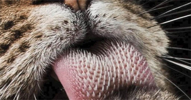 The unbelievable thing about the cat's tongue made many people terrified