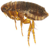 The unbelievable 'transcendental' abilities of insects