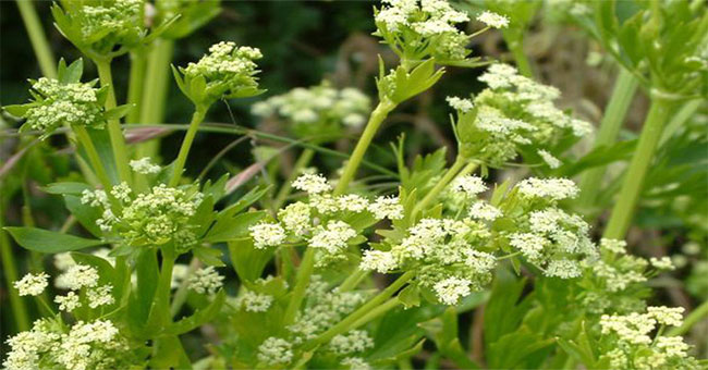 The unbelievable truth about celery: nutritious but the old tang ... flower hair