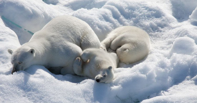 The unbelievable truth about polar bear fur