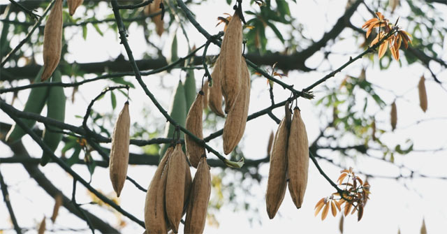 The unbelievable truth about unique cotton plants in Vietnam