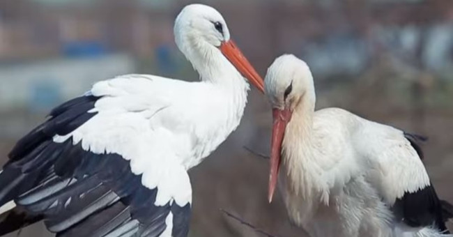 The uncle also flew 14,000km every year to meet his