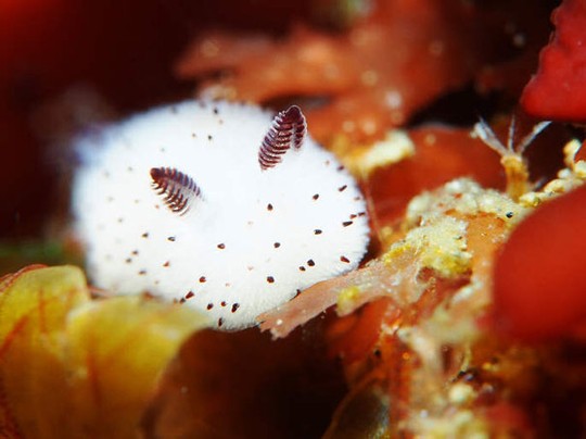 The unexpected beauty of the species
