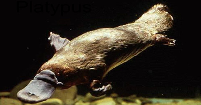 The unexpected truth about platypus