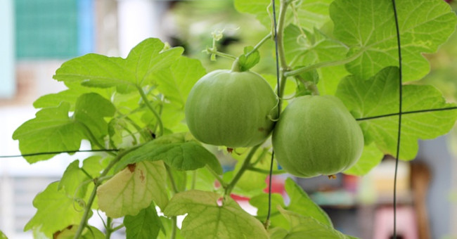 The unexpected truth about the familiar melon
