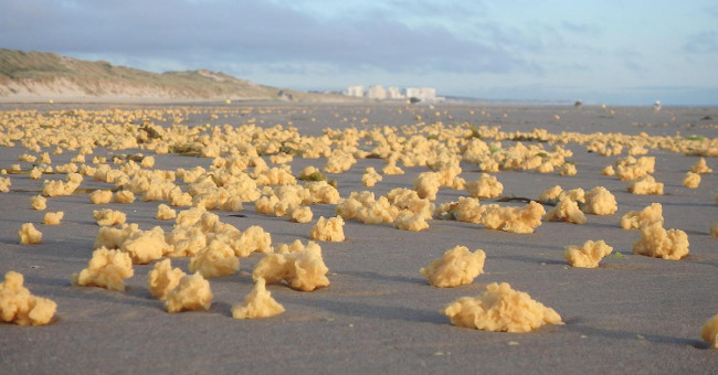 The unidentified yellow sponge filled the French beach