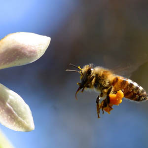The United Nations calls on the world to save bees