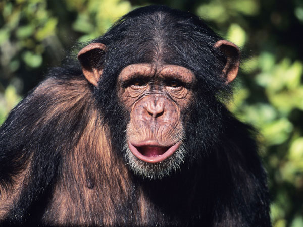 The United States banned chimpanzees for experiments