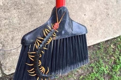 The United States fluttered because of the giant red-headed centipede