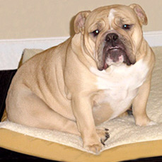 The United States has a fat cure for dogs