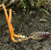 The unknown about the deep-grass species