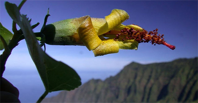 The unmanned drone suddenly found the flower in Hawaii to be extinct