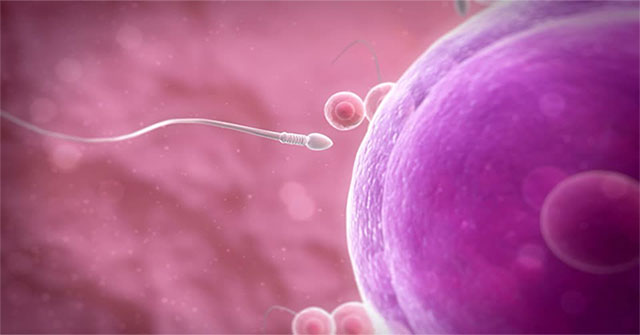 The untold story of the sperm race: Stupid, comfortable, not as much as possible