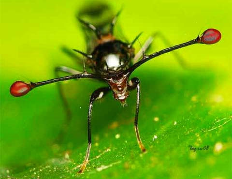 The unusual eyes of animals (II)