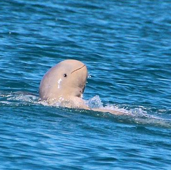 The upturned nose dolphin smiles on the sea