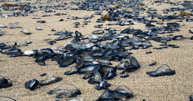 The US coast is 'dyed' green because of thousands of jellyfish