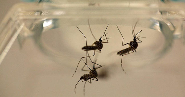 The US discovered the first death due to Zika virus