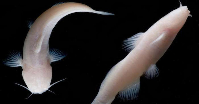 The US discovered the pink fish does not have extremely rare eyes