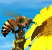 The US government is sued for bees