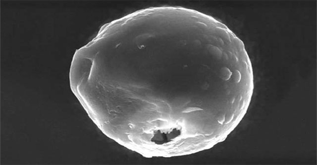 The US makes super-self-contained capsules to deliver drugs to tumors