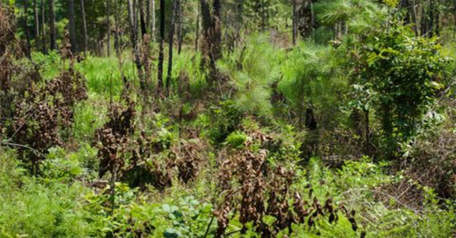 The US military tested the 'invisible' camouflage suit for snipers