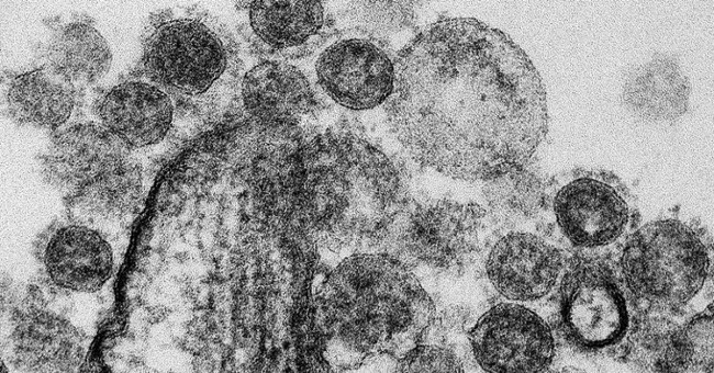 The US removed the ban on fundraising for research on