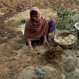 The use of animal manure makes you fall back from shock