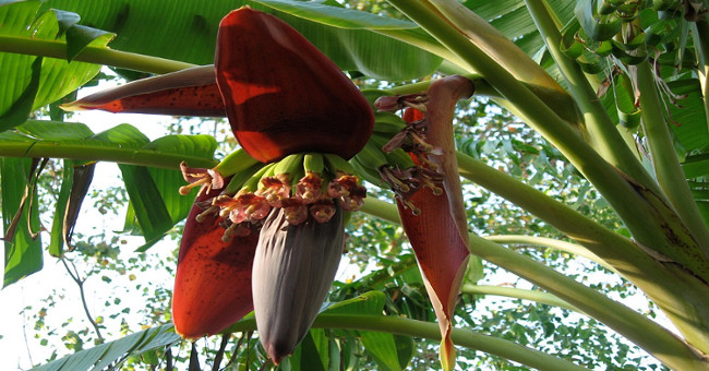 The uses of banana flowers are not everyone knows