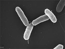The vaccine kills itself in the body