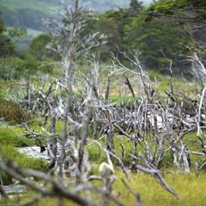 The value of biodiversity for our common future