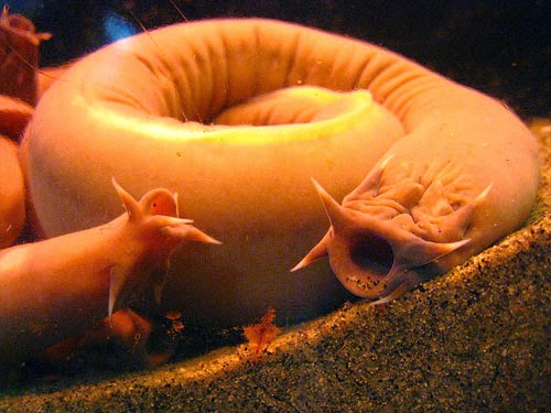 The 'vampire fish' has 4 hearts